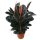 Gummibaum (Ficus elastica), Sorte: Robustai, im 12cm Topf, ca. 35cm hoch