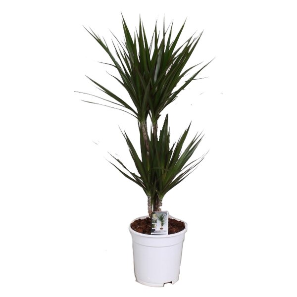 Drachenbaum Sorte: Marginata Bicolor, im 17cm Topf, ca. 70cm hoch, 2 Stämme 10 und 30cm (Dracaena marginata)