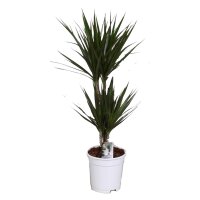 Drachenbaum Sorte: Marginata Bicolor, im 17cm Topf, ca. 70cm hoch, 2 St&auml;mme 10 und 30cm (Dracaena marginata)