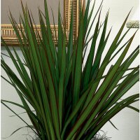 Drachenbaum Sorte: Marginata Bicolor, im 17cm Topf, ca. 70cm hoch, 2 St&auml;mme 10 und 30cm (Dracaena marginata)