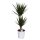 Drachenbaum Sorte: Marginata Bicolor, im 17cm Topf, ca. 70cm hoch, 2 Stämme 10 und 30cm (Dracaena marginata)