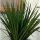 Drachenbaum Sorte: Marginata Bicolor, im 17cm Topf, ca. 70cm hoch, 2 Stämme 10 und 30cm (Dracaena marginata)