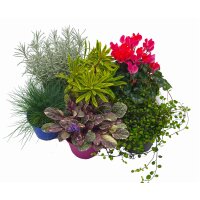 Herbstpflanzen Set, 6 Pflanzen im Set, Sortiment 1