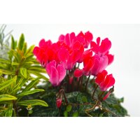 Herbstpflanzen Set, 6 Pflanzen im Set, Sortiment 1