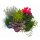 Herbstpflanzen Set, 6 Pflanzen im Set, Sortiment 1