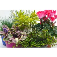 Herbstpflanzen Set, 24 Pflanzen im Set, Sortiment 1