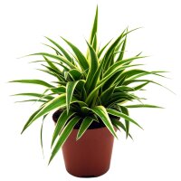 Gr&uuml;nlilie, (Chlorophytum)  im  5,5cm Topf Sorte: Ocean