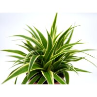 Gr&uuml;nlilie, (Chlorophytum)  im  5,5cm Topf Sorte: Ocean