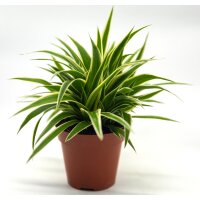 Gr&uuml;nlilie, (Chlorophytum)  im  5,5cm Topf Sorte: Ocean