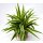 Grünlilie, (Chlorophytum)  im  5,5cm Topf Sorte: Ocean