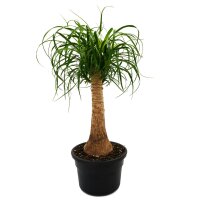 Elefantenfu&szlig;, (Beaucarnea recurvata), ca. 110cm hoch im ca. 27cm Topf