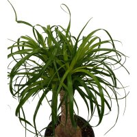 Elefantenfu&szlig;, (Beaucarnea recurvata), ca. 110cm hoch im ca. 27cm Topf