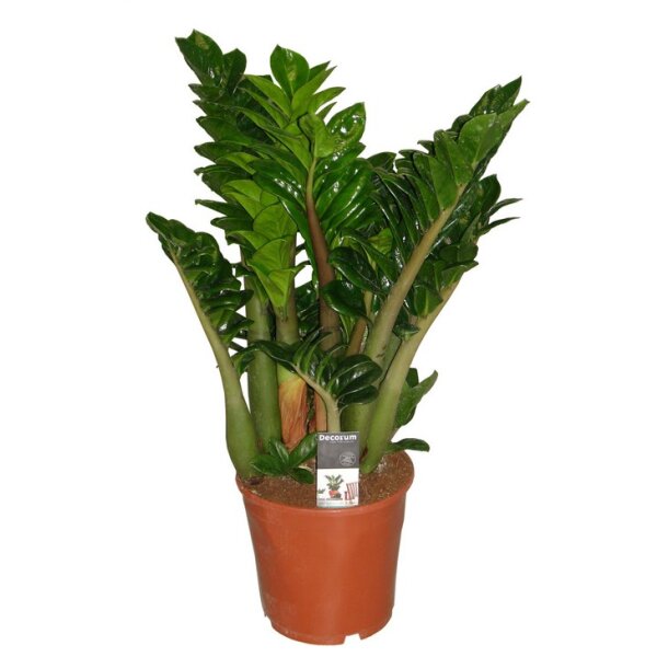 Zamie, (Zamioculcas zamiifolia), Sorte: Zenzi, ca. 70cm hoch, 21cm Topf