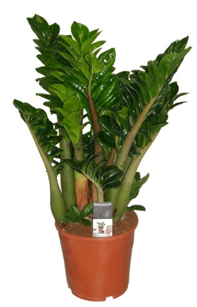 Zamie, (Zamioculcas zamiifolia), Sorte: Zenzi, ca. 70cm hoch, 21cm Topf