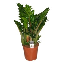 Zamie, (Zamioculcas zamiifolia), Sorte: Zenzi, ca. 70cm...