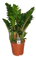 Zamie, (Zamioculcas zamiifolia), Sorte: Zenzi, ca. 70cm...