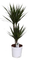 Drachenbaum Sorte: Marginata, im 21cm Topf, ca. 120cm...