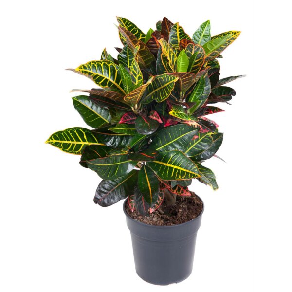 Wunderstrauch, (Croton), im 21cm Topf, ca. 70cm hoch, Sorte: Petra