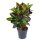 Wunderstrauch, (Croton), im 21cm Topf, ca. 70cm hoch, Sorte: Petra
