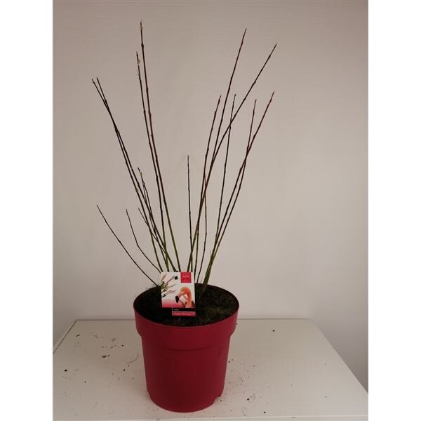 Zierweide, (Salix integra), Sorte: Flamingo, im 12cm Topf, ca 25cm hoch