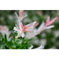 Zierweide, (Salix integra), Sorte: Flamingo, im 12cm Topf, ca 25cm hoch