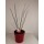 Zierweide, (Salix integra), Sorte: Flamingo, im 12cm Topf, ca 25cm hoch