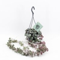 Leuchterblume, (Ceropegia woodii ssp. woodii), im 12cm...