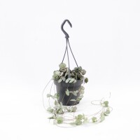 Leuchterblume, (Ceropegia woodii ssp. woodii), im 12cm...