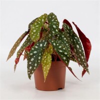 Forellenbegonie, (Begonia maculata), Sorte: Wightii, im...