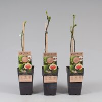 Echte Feige, (Ficus carica), Sorte: Brown Turkey, im 15cm Topf, ca. 50cm hoch