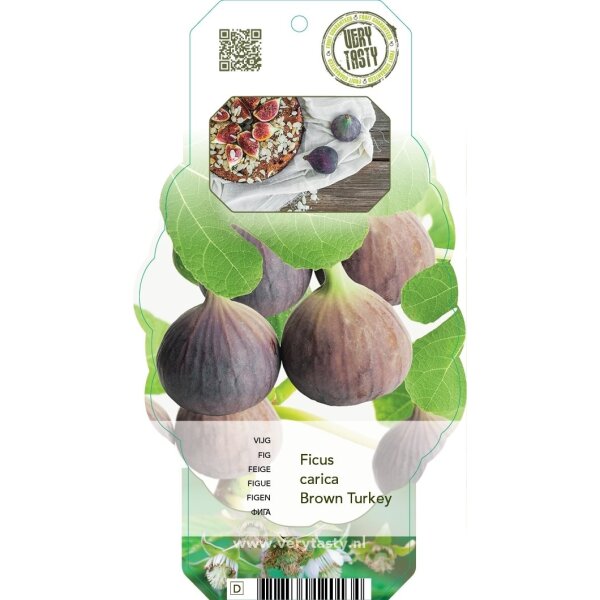 Echte Feige, (Ficus carica), Sorte: Rouge de Bordeaux, im 15cm Topf, ca. 50cm hoch