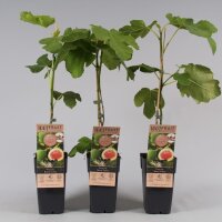 Echte Feige, (Ficus carica), Sorte: Rouge de Bordeaux, im 15cm Topf, ca. 50cm hoch