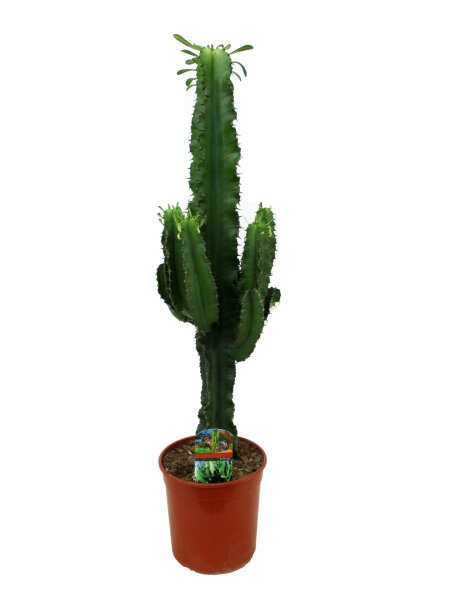 Wolfsmilch Kaktus, (Euphorbia ingens), Sorte: Aeritrea, ca. 70cm hoch im ca. 19cm Topf