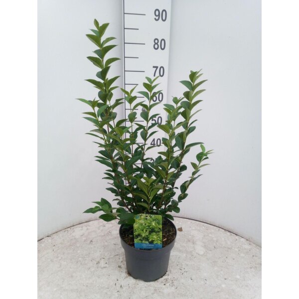 Liguster, (Ligustrum ovalifolium), im 21cm Topf, ca. 60cm hoch