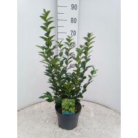 Liguster, (Ligustrum ovalifolium), im 21cm Topf, ca. 60cm...