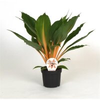 Grünlilie, (Chlorophytum), Sorte: Green Orange,  im...