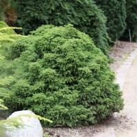 Sicheltanne, (Cryptomeria), Sorte: Yokohama, im 19cm Topf, ca. 25cm hoch