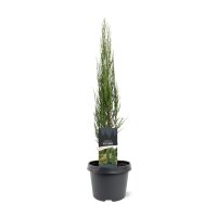 Zypressen Wacholder, (Juniperus scopulorum), Sorte: Blue Arrow, im 23cm Topf, ca. 70cm hoch