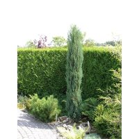 Zypressen Wacholder, (Juniperus scopulorum), Sorte: Blue Arrow, im 23cm Topf, ca. 70cm hoch