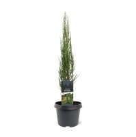 Zypressen Wacholder, (Juniperus scopulorum), Sorte: Blue...