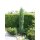 Zypressen Wacholder, (Juniperus scopulorum), Sorte: Blue Arrow, im 23cm Topf, ca. 70cm hoch
