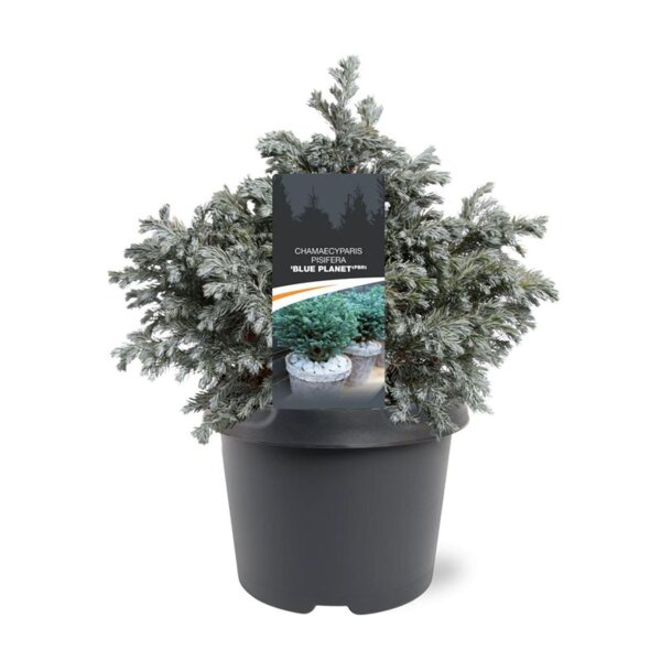 Sawara Scheinzypresse, (Chamaecyparis pisifera), Sorte: Blue Planet, im 23cm Topf, ca. 40cm hoch