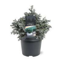 Sawara Scheinzypresse, (Chamaecyparis pisifera), Sorte: Blue Planet, im 23cm Topf, ca. 40cm hoch