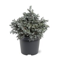 Sawara Scheinzypresse, (Chamaecyparis pisifera), Sorte: Blue Planet, im 23cm Topf, ca. 40cm hoch