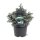 Sawara Scheinzypresse, (Chamaecyparis pisifera), Sorte: Blue Planet, im 23cm Topf, ca. 40cm hoch