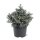 Sawara Scheinzypresse, (Chamaecyparis pisifera), Sorte: Blue Planet, im 23cm Topf, ca. 40cm hoch