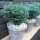 Sawara Scheinzypresse, (Chamaecyparis pisifera), Sorte: Blue Planet, im 23cm Topf, ca. 40cm hoch