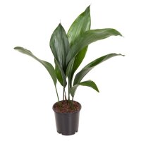 Schusterpalme (Aspidistra elatior), im 21cm Topf, ca....