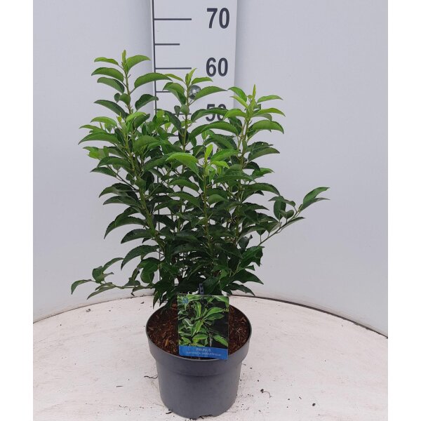 Portugiesische Lorbeerkirsche, (Prunus lusitanica), Sorte: Angustifolia, im 21cm Topf, ca. 30cm hoch