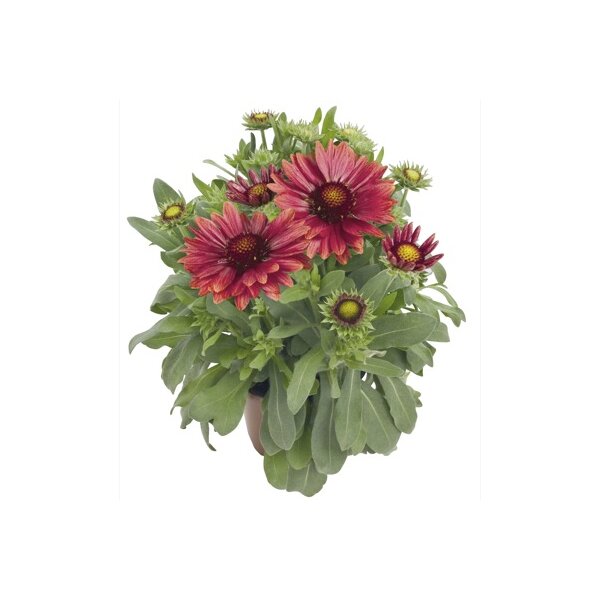 Korkardenblume, (Gailardia aristata), Sorte: Arizona Red Shades, im 12cm Topf